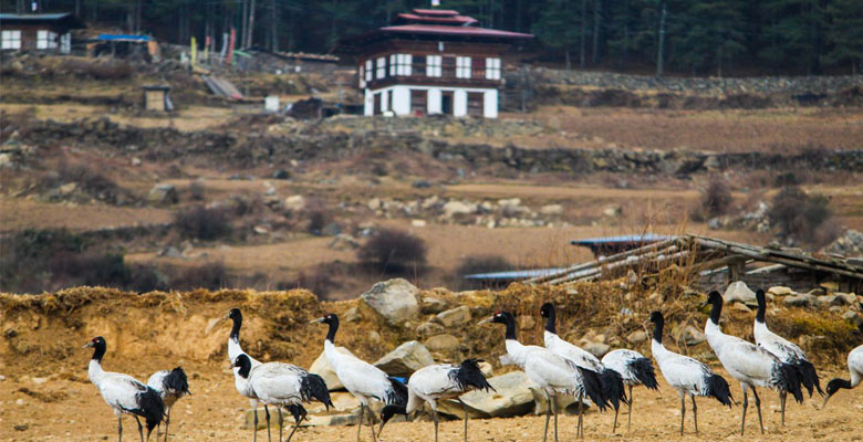 Black-Necked Cranes is usual in Phobjikha Valley